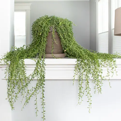Best Cascading Succulents 4