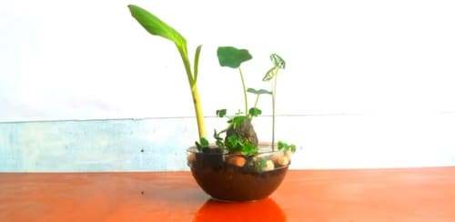 DIY Table Top Water Garden 3