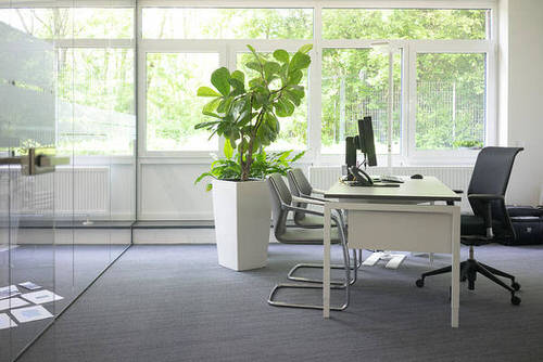 Office Plant Decor for Green Working Environment 2