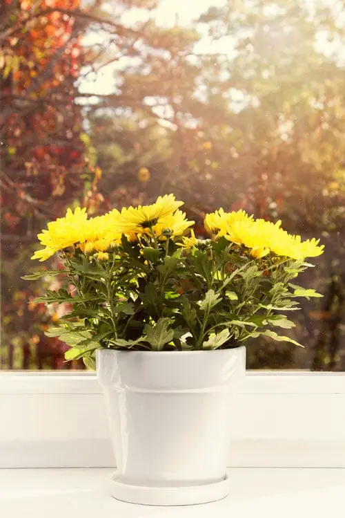 Plants that Repel Spiders 5