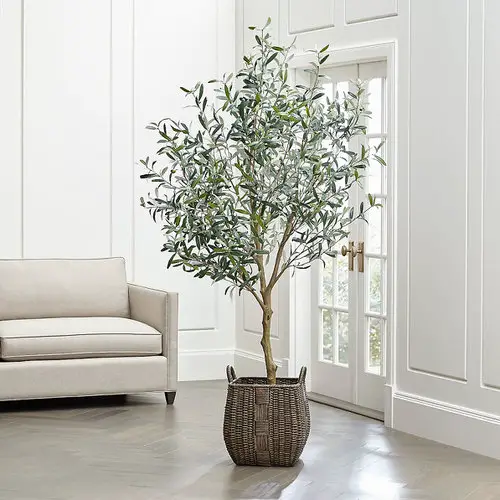 Trees You Can Grow Indoors 5