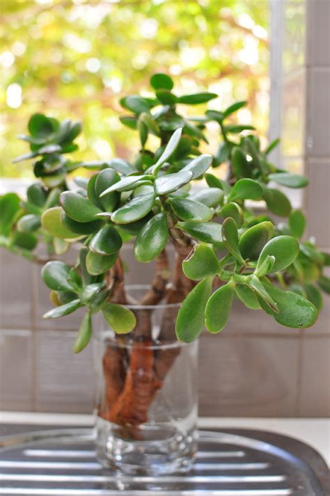 Indoor Plants you can Grow from Cuttings 5