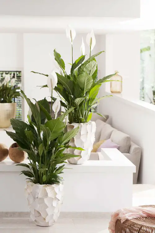 Healing Houseplants that can Improve your Health 5