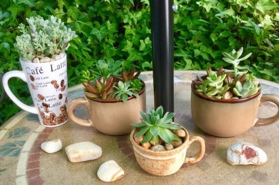 Coffee Mug Succulent Garden