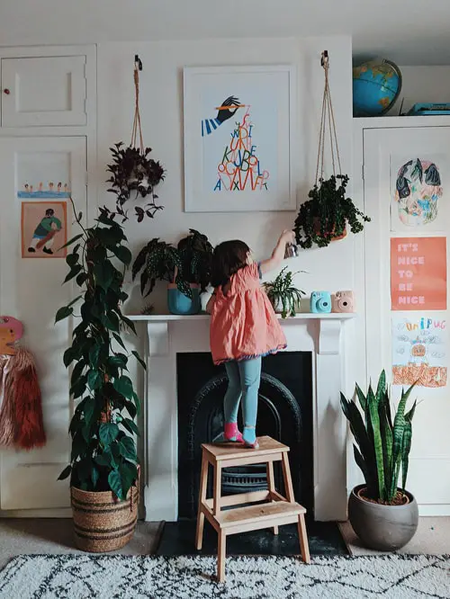Which Plant for Which Room 3