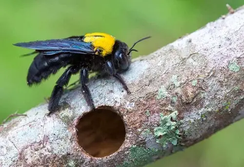 best Tiny Bugs In House Near Windows 