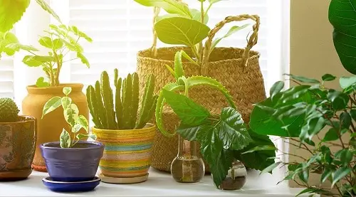 Indoor Plant Care Routine For Healthy Plants