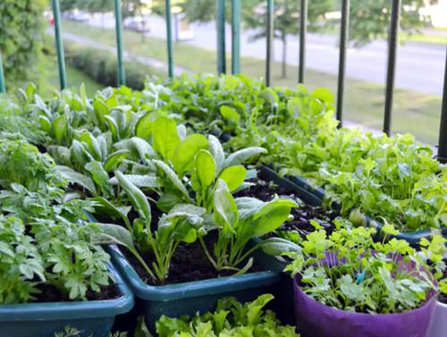 Make a Garnish Garden in Containers 
