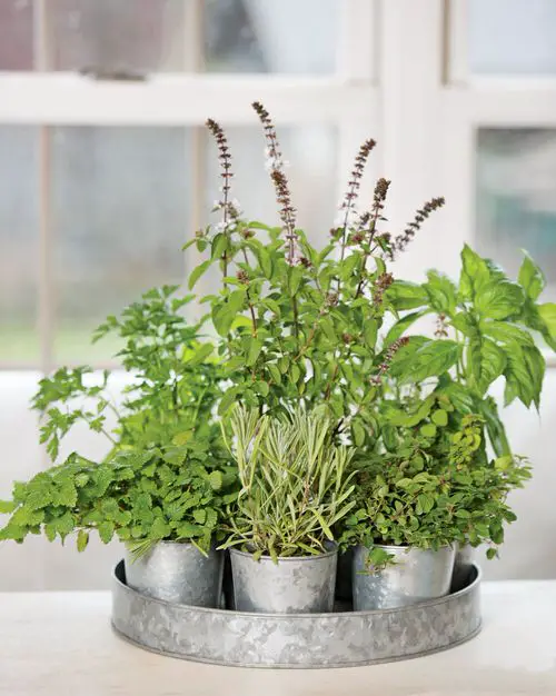 Grow Your herbs  Garnish in Containers