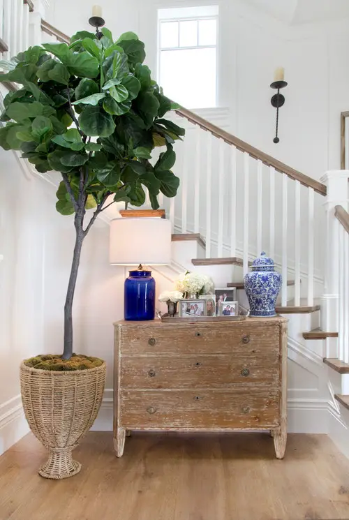Indoor Fiddle Leaf Fig Decor Ideas 24