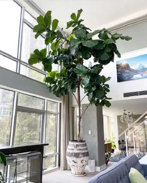Indoor Fiddle Leaf Fig Decor Ideas 24