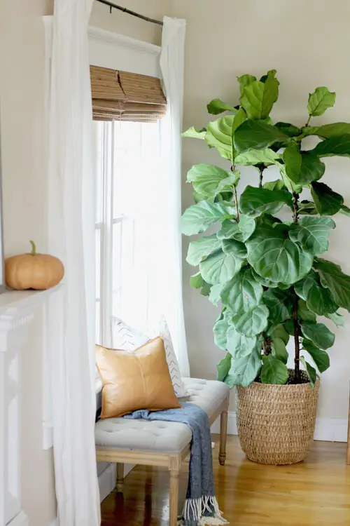 Indoor Fiddle Leaf Fig Decor Ideas 27