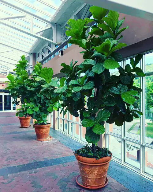 Indoor Fiddle Leaf Fig Decor Ideas 31