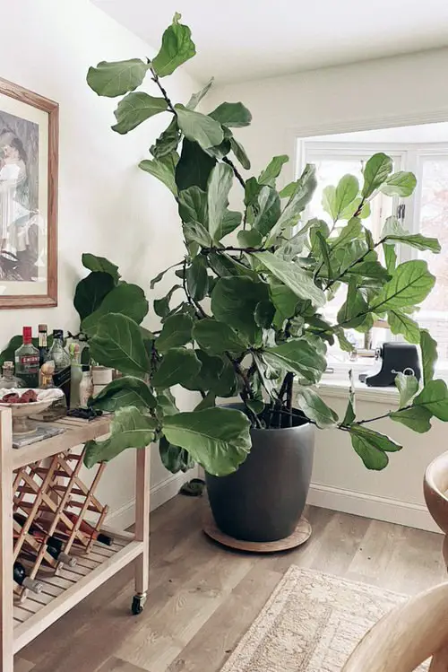 Indoor Fiddle Leaf Fig Decor Ideas 32