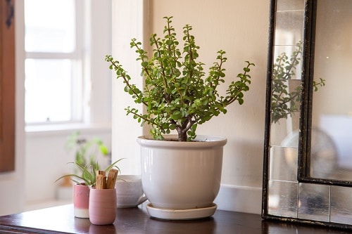Types of Jade Plants