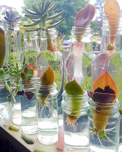 Propagating Succulents in Water 3