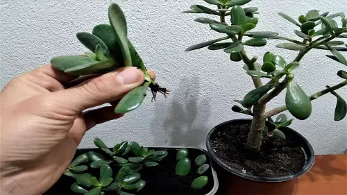 Propagation and Pot Size