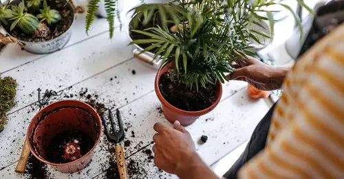 Indoor Plant Care Routine For  Seasonal Routine