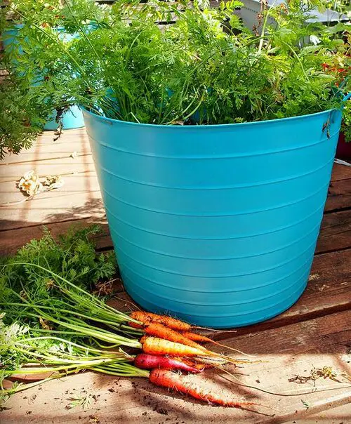 Make a vegetable  Garnish Garden in Containers 3