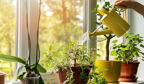 Indoor Plant Care Routine For Healthy Plants Weekly Routine
