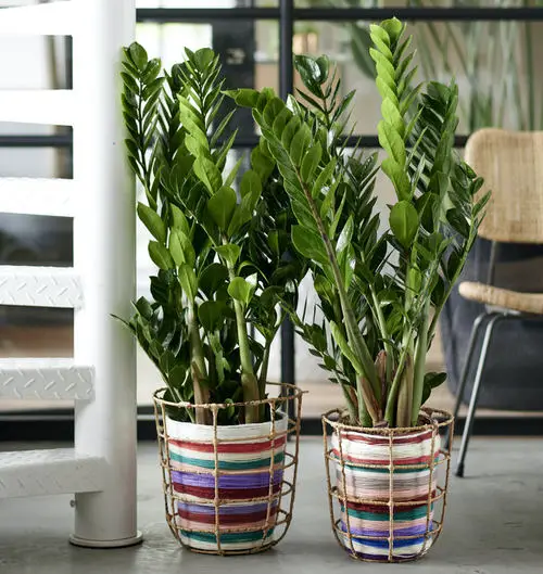 ZZ Plant Propagation is quite simple, and if you know the methods you can multiply one of the most loved houseplants into many with ease.