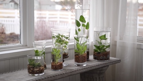 DIY Table Top Water Garden 3