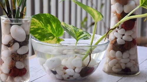DIY Table Top Water Garden 4
