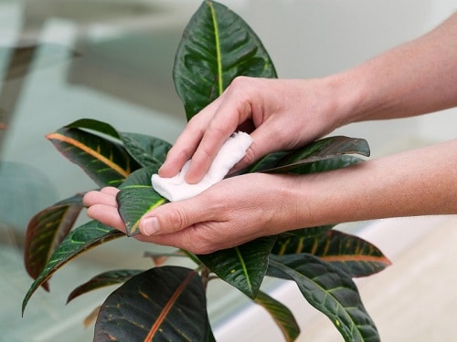 Indoor Plant Care Routine For Healthy Plants Monthly Routine