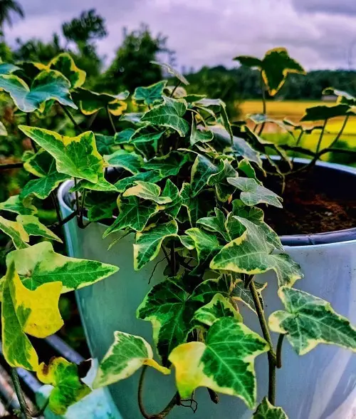 English Ivy Benefits 