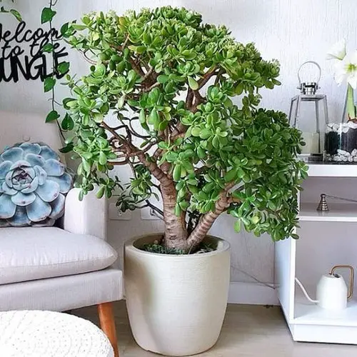 Which Plants Like and Do Not Like Coffee Grounds 