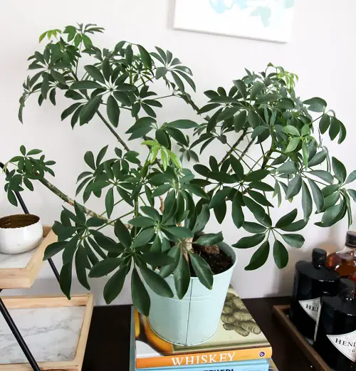 Requirements for Growing Schefflera Indoors