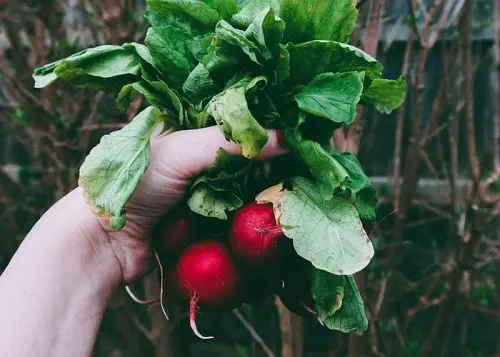 Are Radish Leaves Edible
