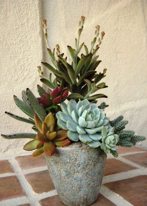 Spiller Filler Thriller Succulents
