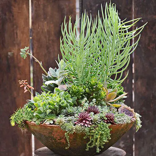 Spiller Filler Thriller Succulents 2