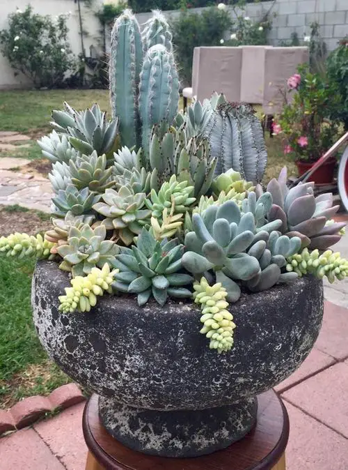 Spiller Filler Thriller Succulents 4