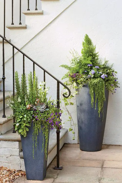 Spiller Filler Thriller Succulents 5