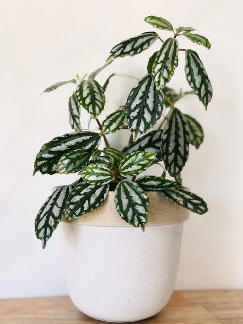 Metallic Sheen Indoor Plants