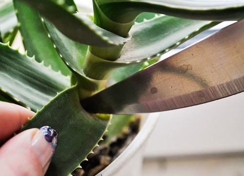 How to Cut an Aloe Vera Plant Without Killing it