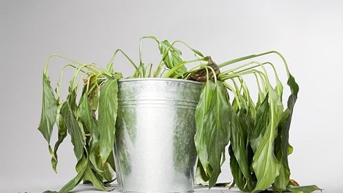 Quick Hacks for Dying Plants