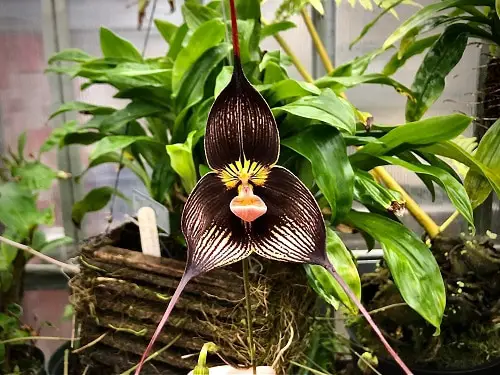Plants or Flowers that Look Like Things