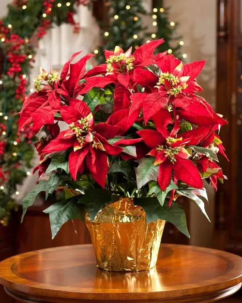 Popular Holiday Season Houseplants | Festive Indoor Plants
