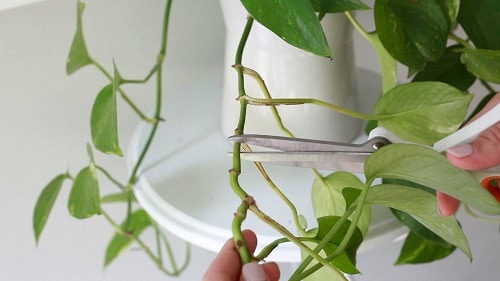 Secret Tips to Grow Lush Pothos Plant