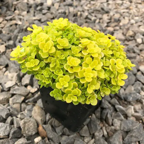 Types of Sedums