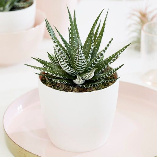 Succulents Poisonous to Cats 32