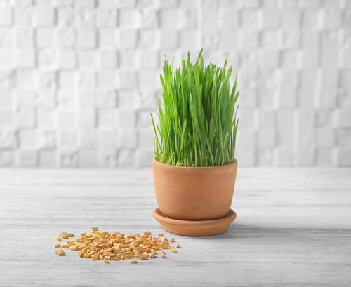 Plants that Dogs Love to Eat 006