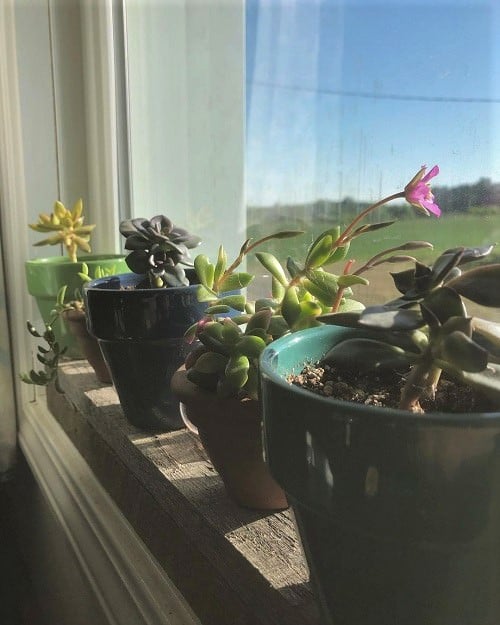 top Fantastic Ideas for an Indoor Windowsill Flower Garden