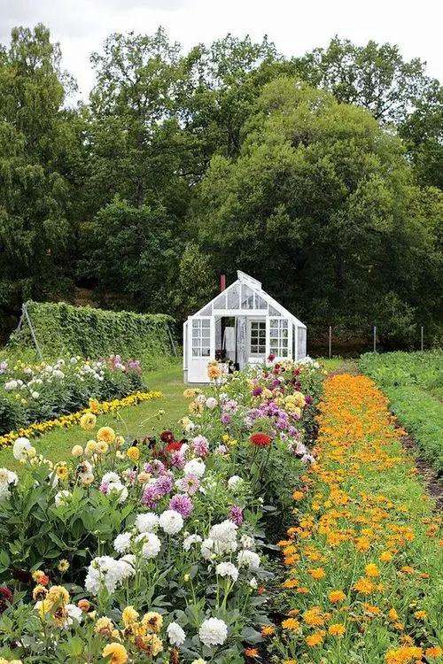 Cut Flower Garden