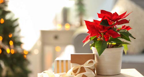 Christmas Decor Ideas with Plants 6