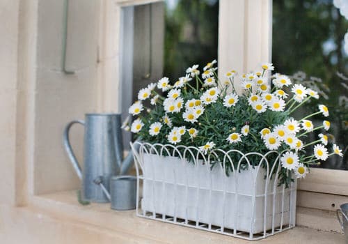  Indoor Windowsill Flower Garden Ideas