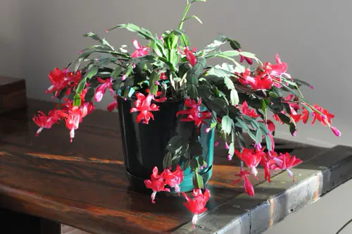 top Festive Indoor Plants